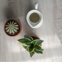 Дуб Ален 20468 Виниловый ламинат